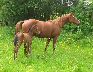 Uraeus Elmy avec sa maman Kenza de Cartigny